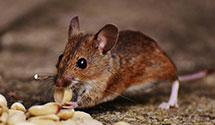 24 Hour & Emergency Exterminators in Duluth Federal Prison, MN